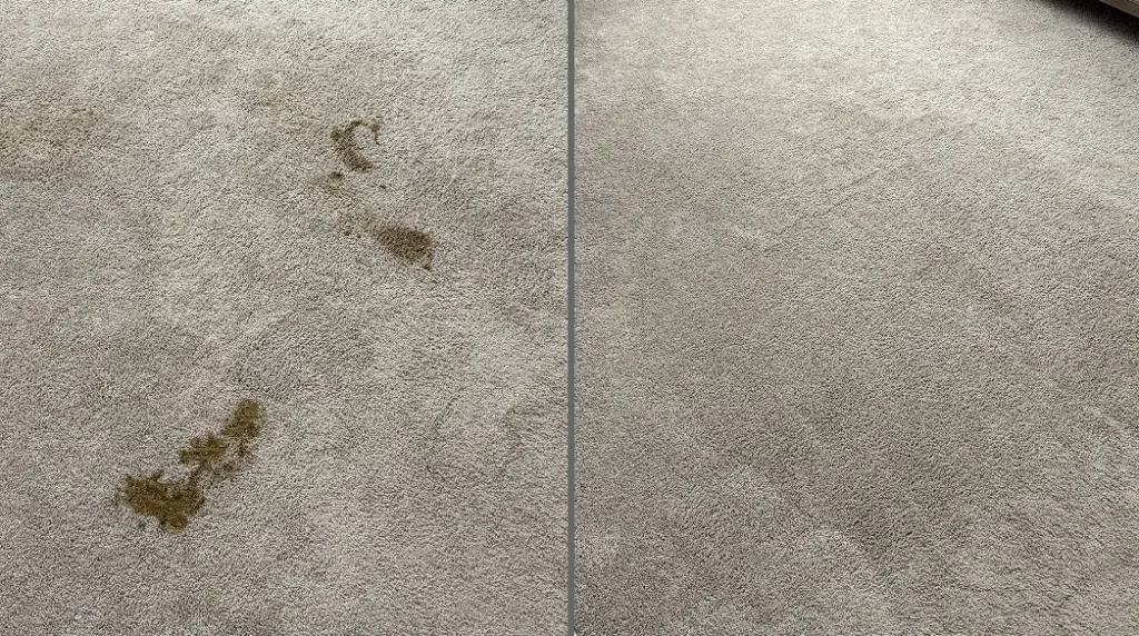 Before and after rug cleaning removing pet urine stains from rug fibers
