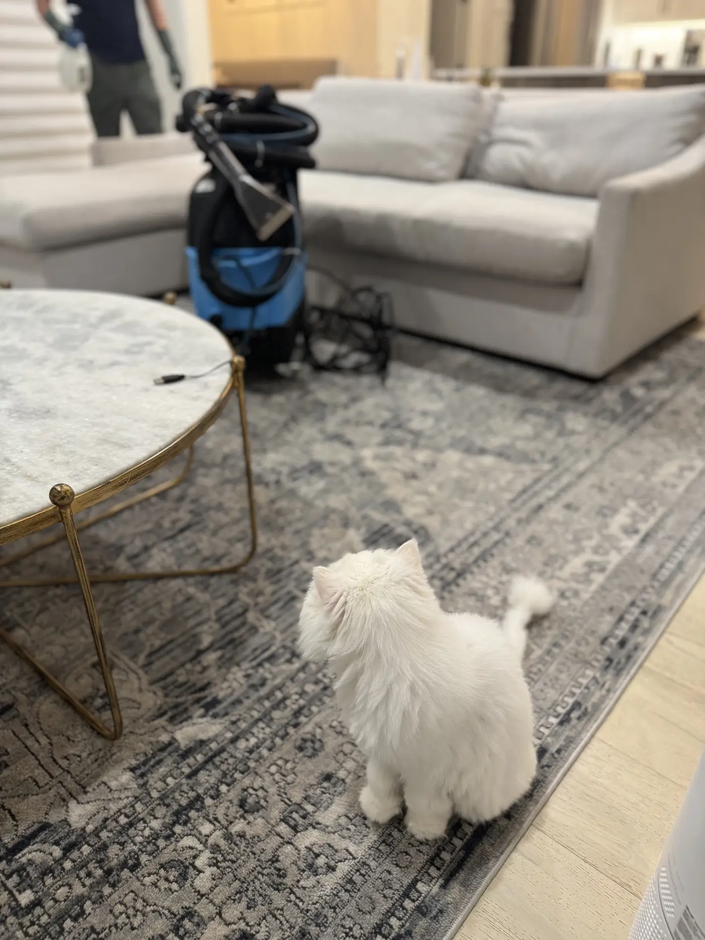 Where Pet Odors Really Come From